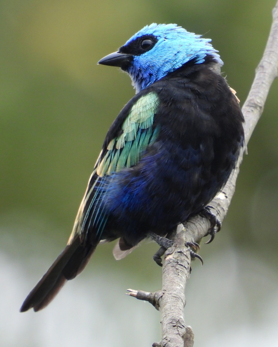 Blue-necked Tanager - ML638160519
