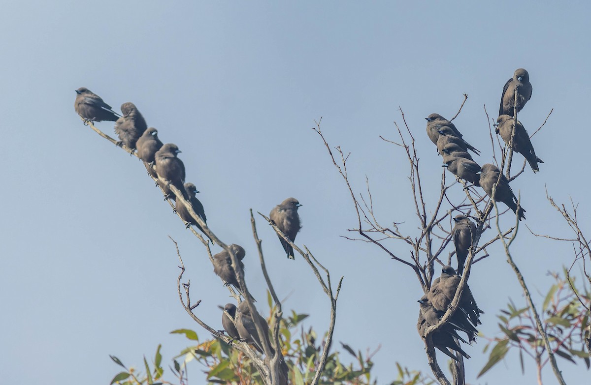 Dusky Woodswallow - ML638160530