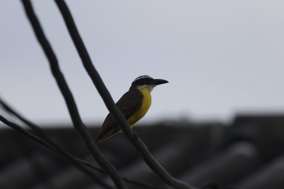 Boat-billed Flycatcher - ML638160531