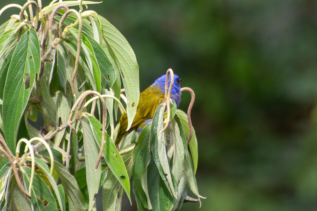 Blue-capped Tanager - ML638160570