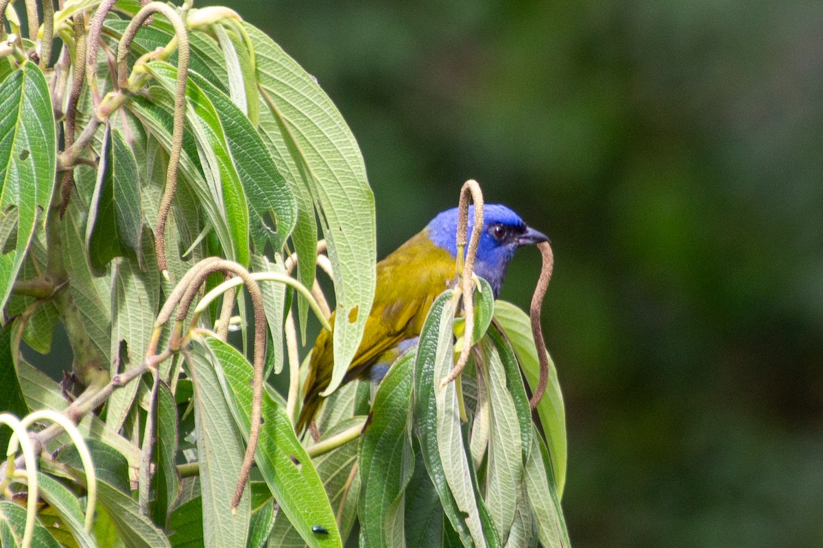 Blue-capped Tanager - ML638160571