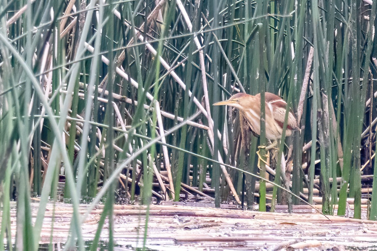 Least Bittern - ML638160661