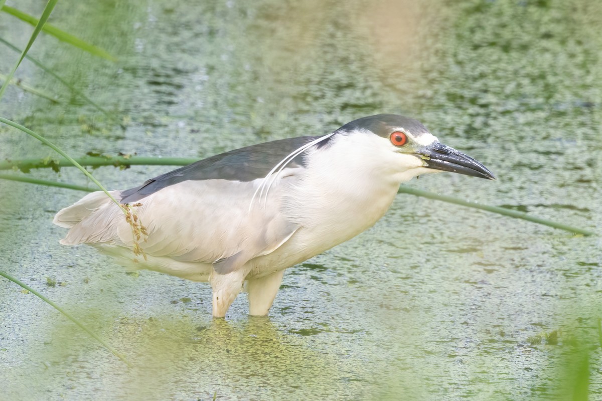 Black-crowned Night Heron - ML638160670