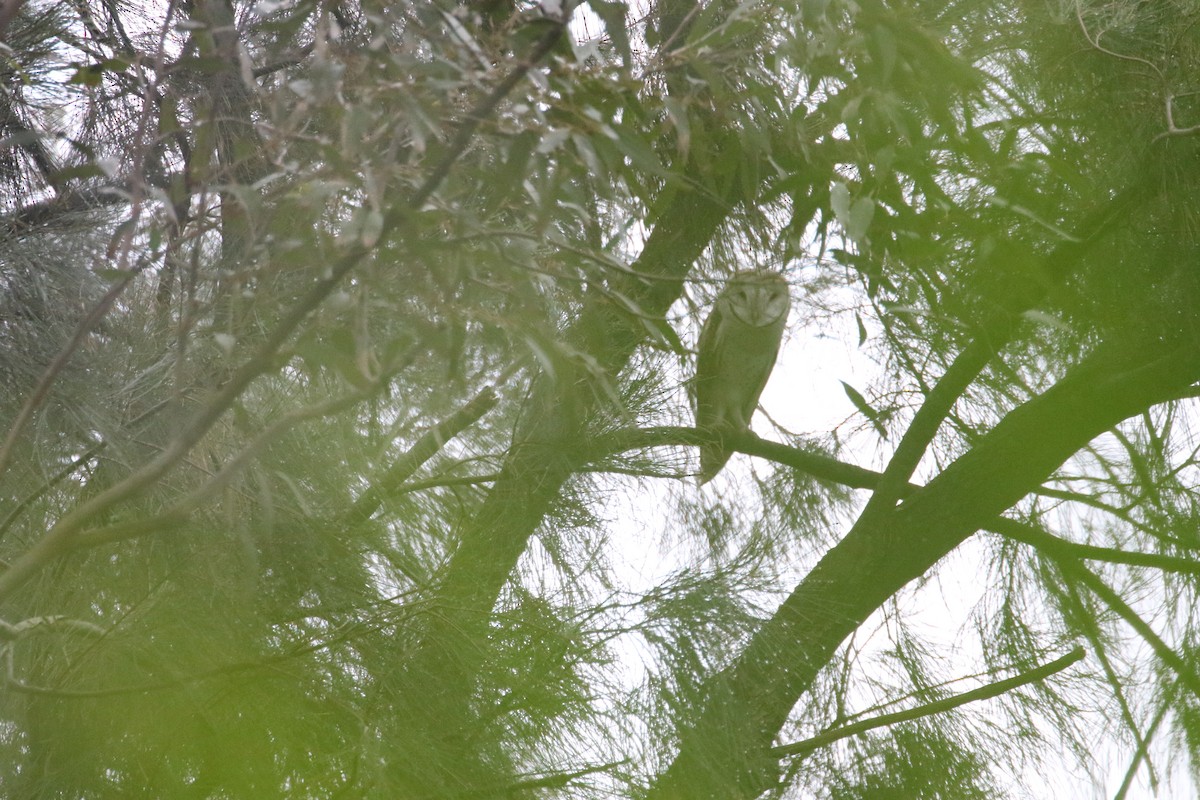 Eastern Barn Owl - ML638160686