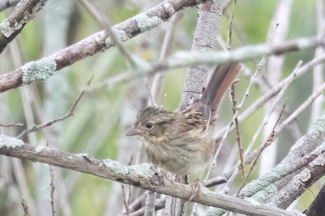Swamp Sparrow - ML638160690