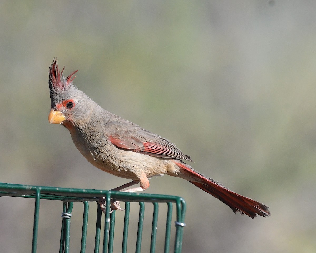 Pyrrhuloxia - ML638160691