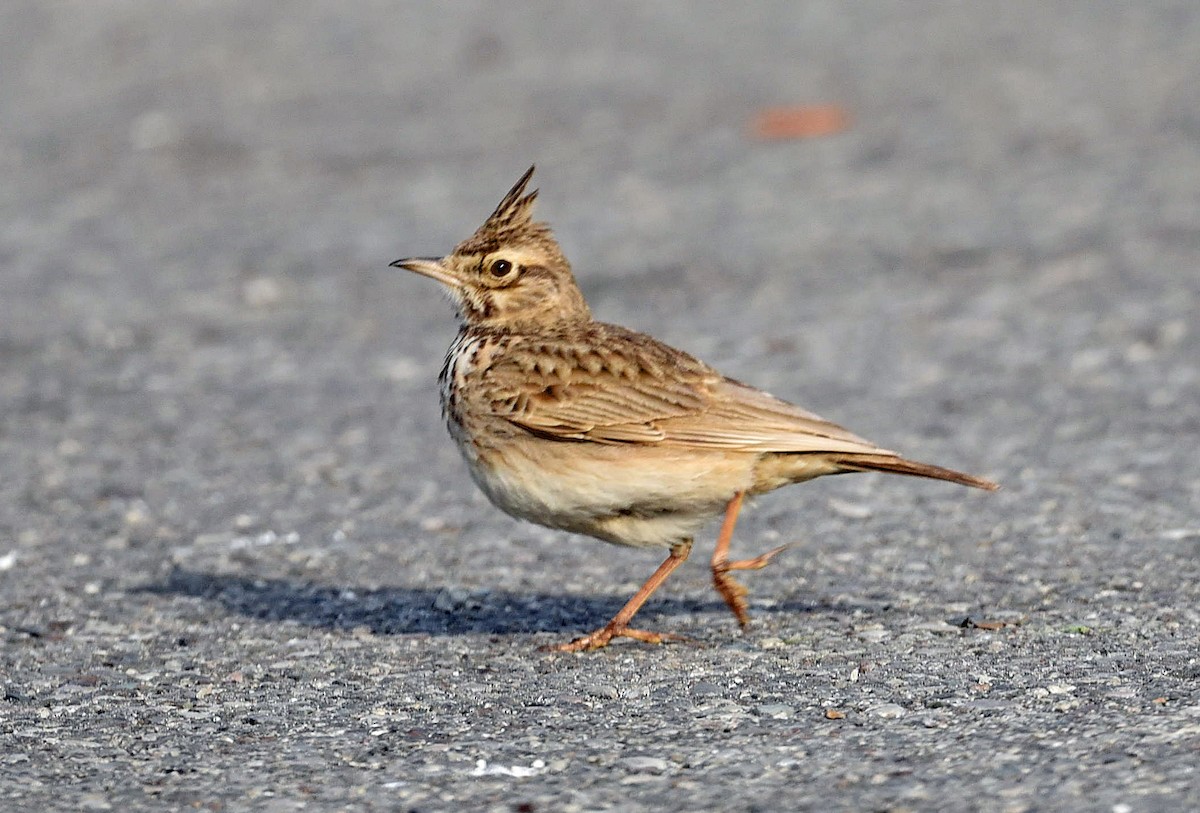 Crested Lark - ML638160722