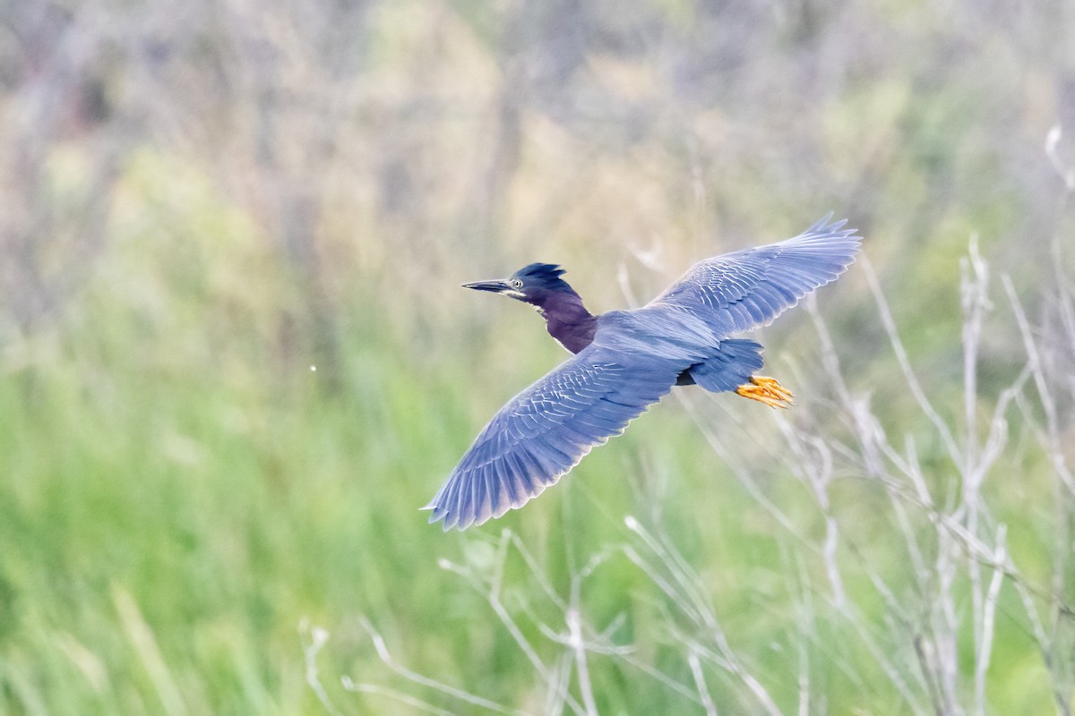 Green Heron - ML638160723