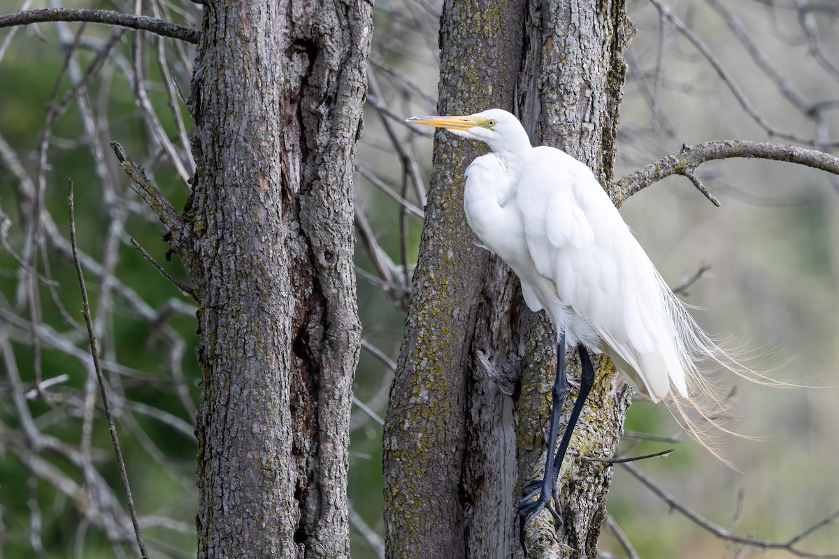Great Egret - ML638160726