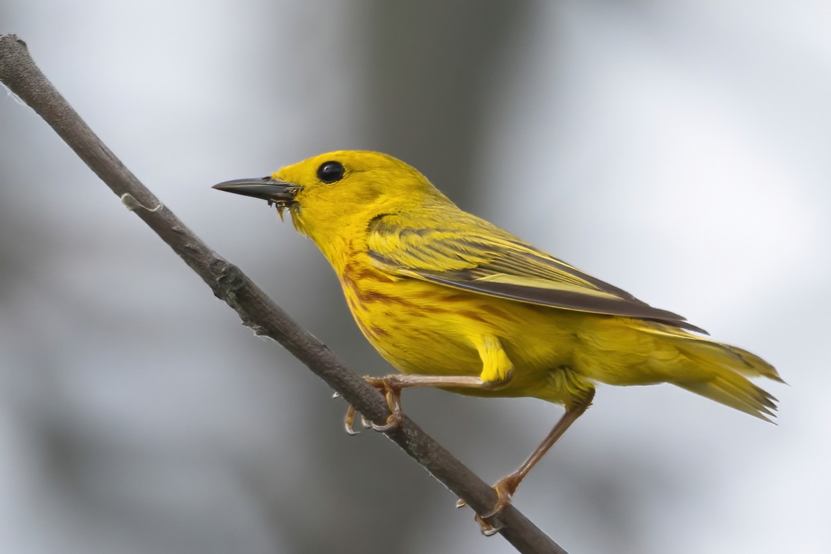 Yellow Warbler - ML638160732