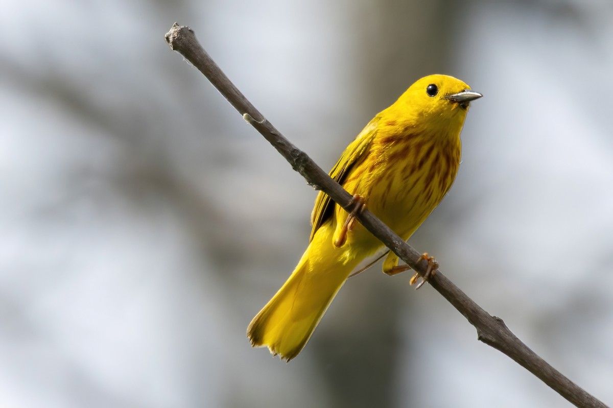 Yellow Warbler - ML638160733