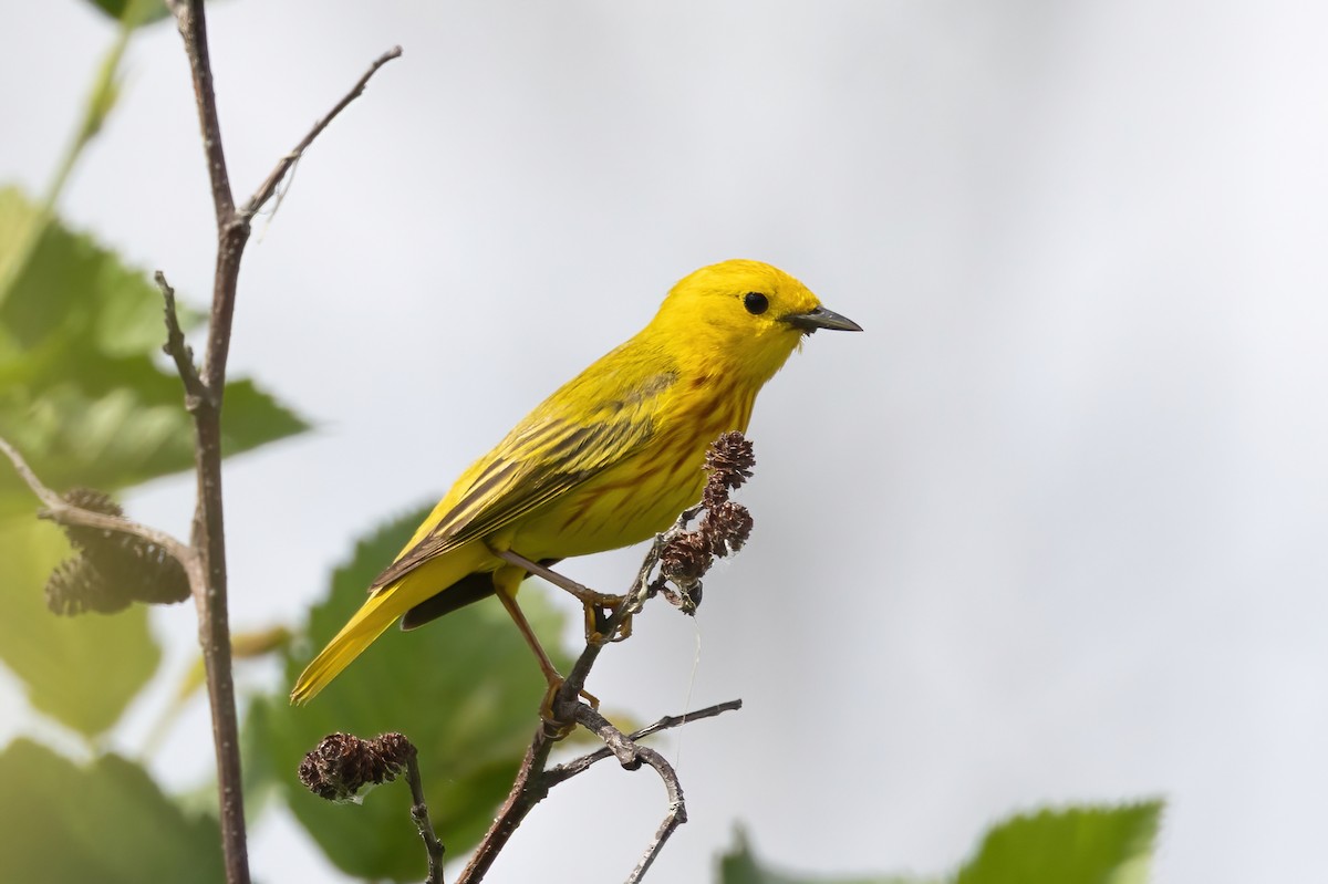 Yellow Warbler - ML638160734