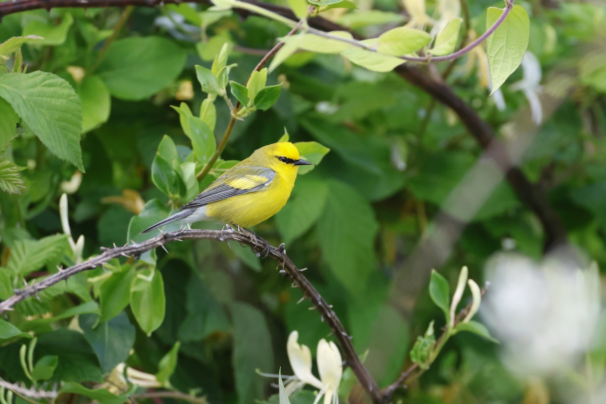 Brewster's Warbler (hybrid) - ML638160744
