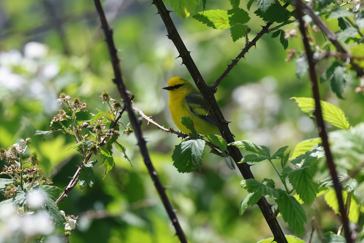 Brewster's Warbler (hybrid) - ML638160762