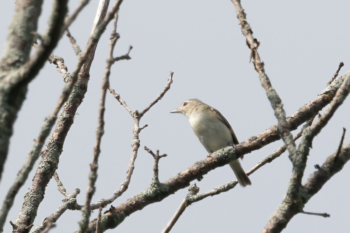 Warbling Vireo - ML638160763