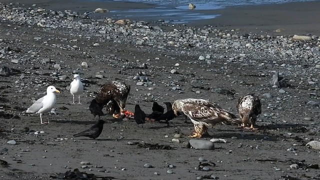 Bald Eagle - ML638160773