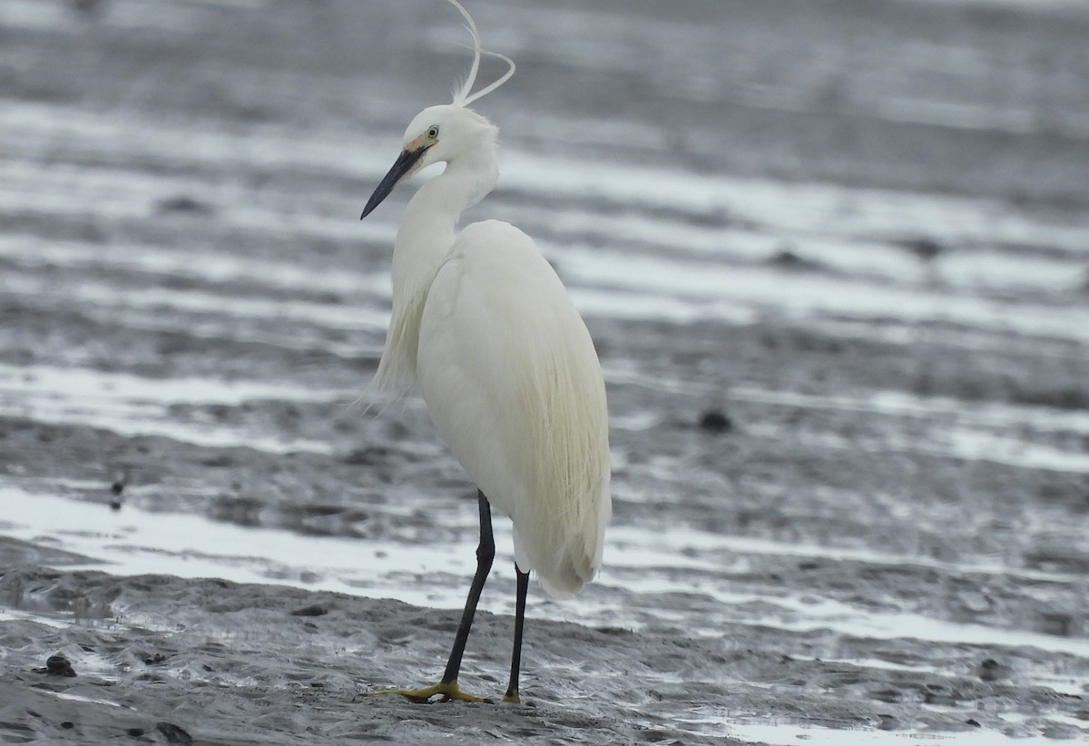 volavka stříbřitá - ML638160775