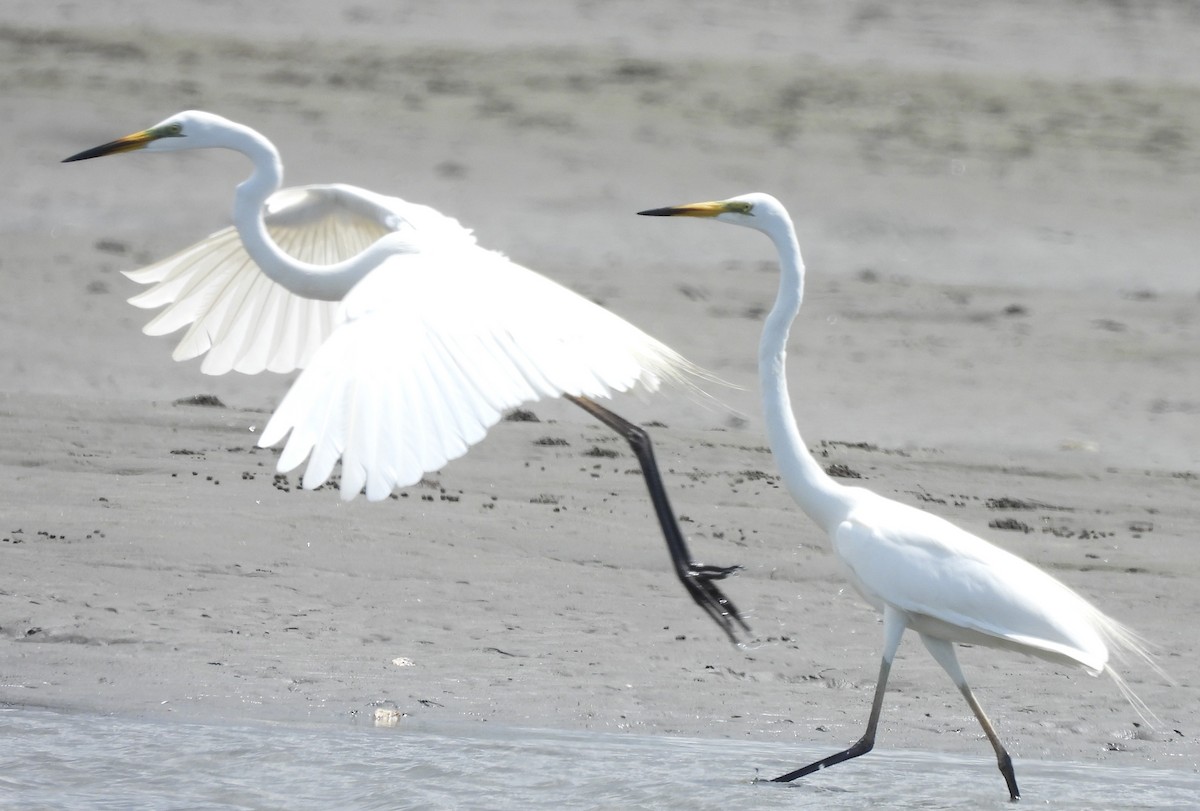 volavka bílá (ssp. modesta) - ML638160779