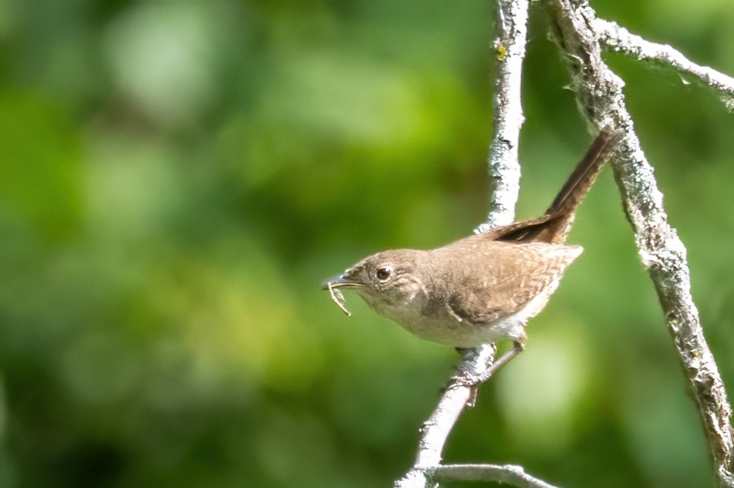 Northern House Wren - ML638160782