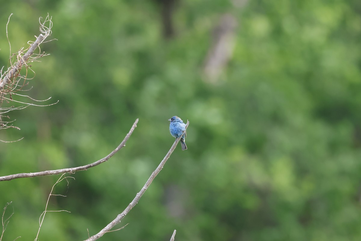Indigo Bunting - ML638160790
