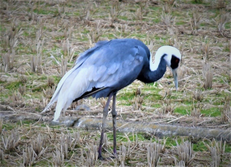 White-naped Crane - ML638160801