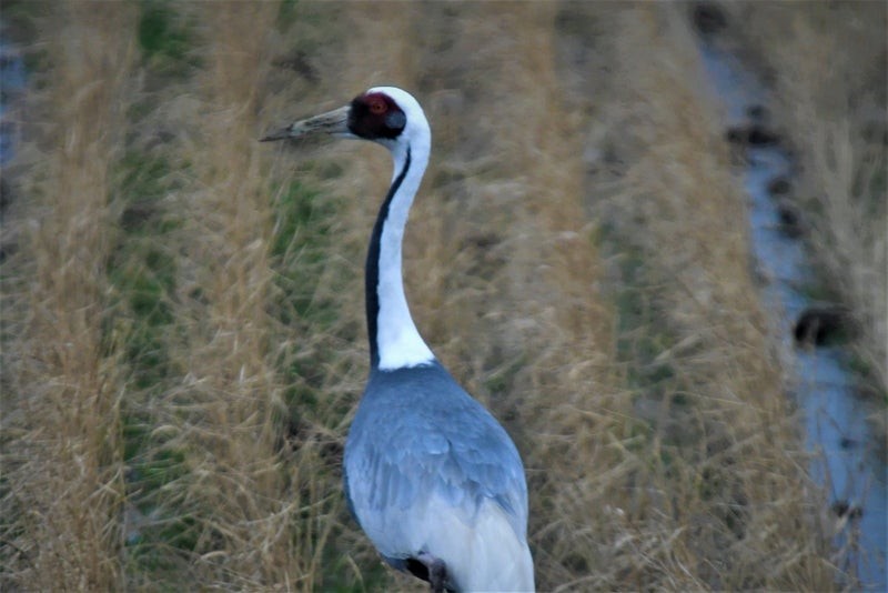 White-naped Crane - ML638160805