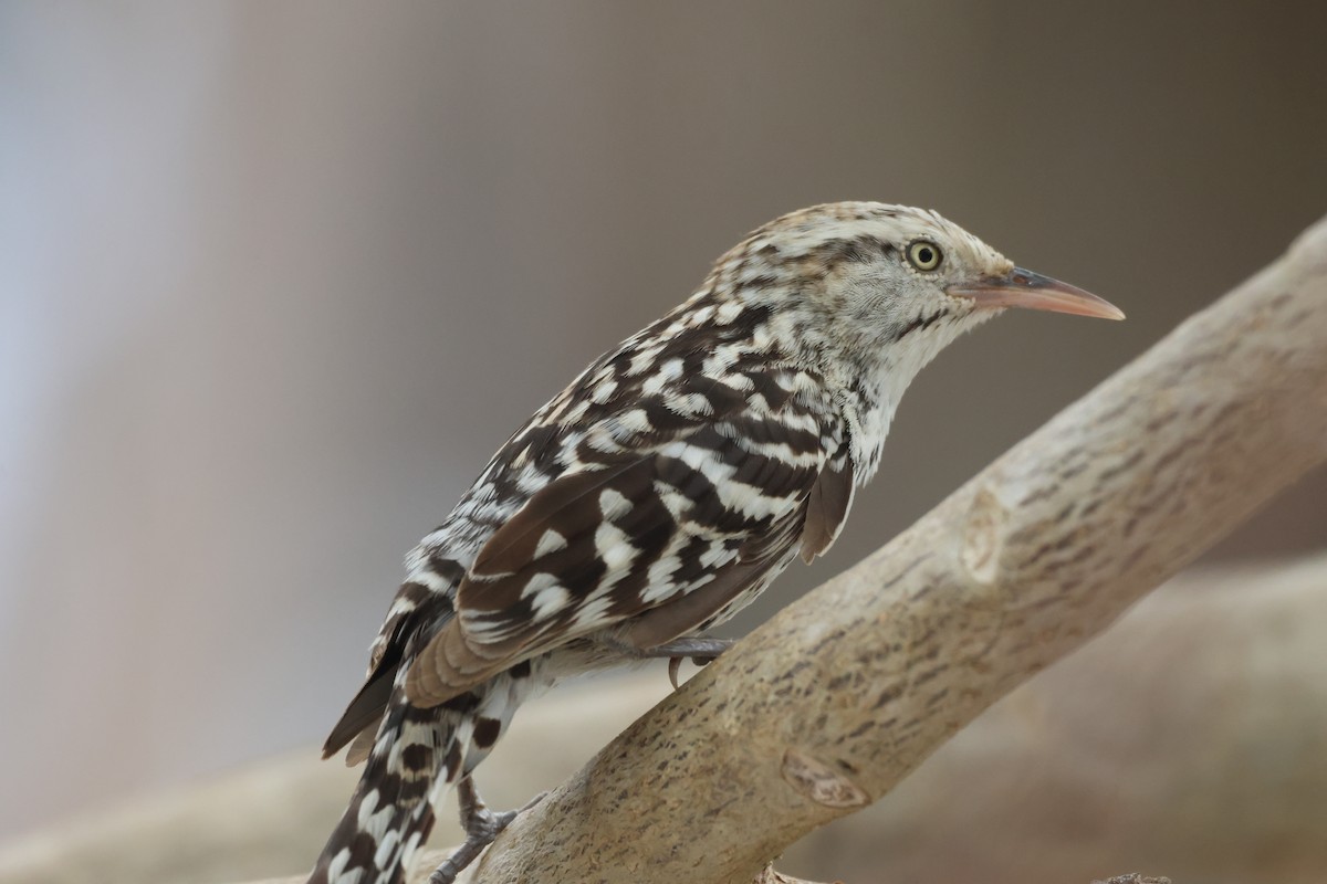 Stripe-backed Wren - ML638160806