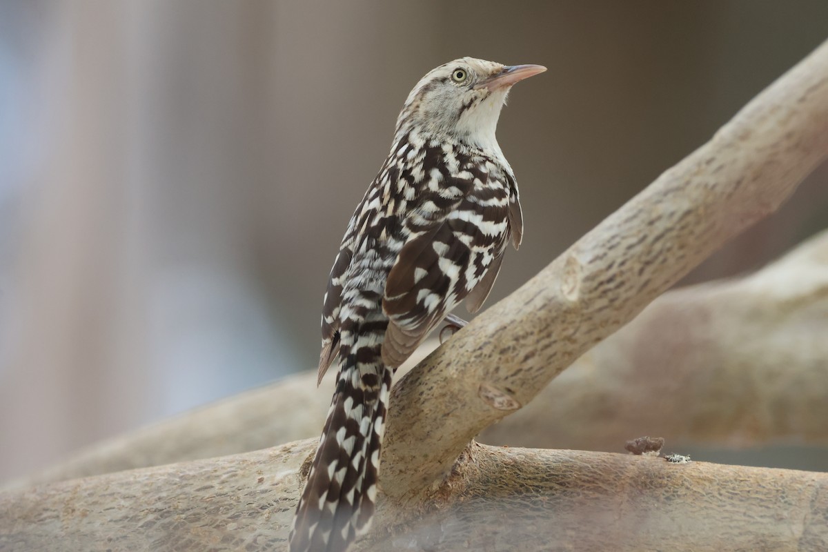 Stripe-backed Wren - ML638160807