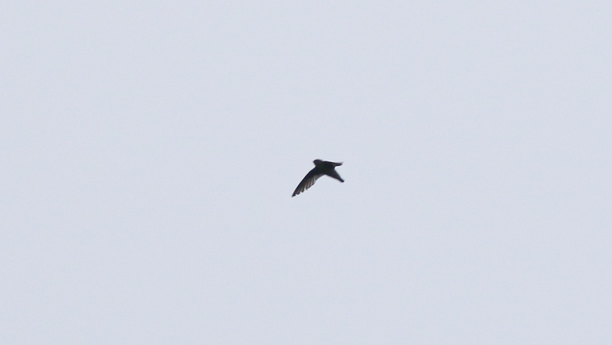 Chestnut-collared Swift - ML638160809
