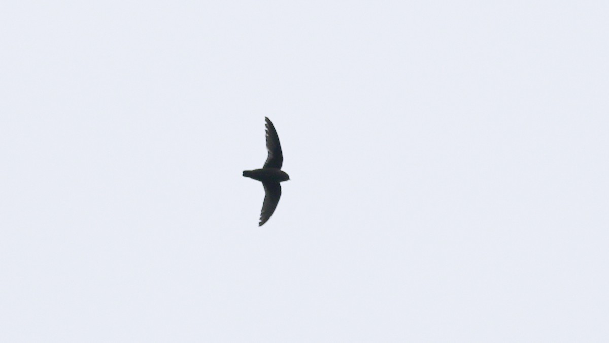 Chestnut-collared Swift - ML638160810