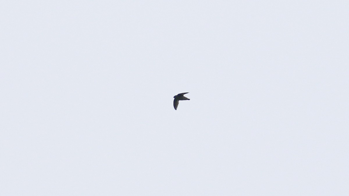 Chestnut-collared Swift - ML638160811