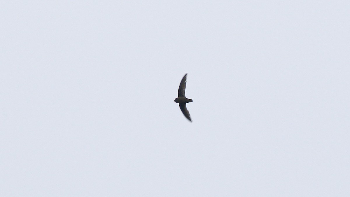 Chestnut-collared Swift - ML638160812