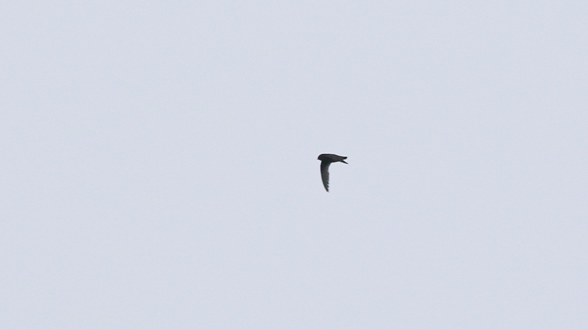 Chestnut-collared Swift - ML638160813