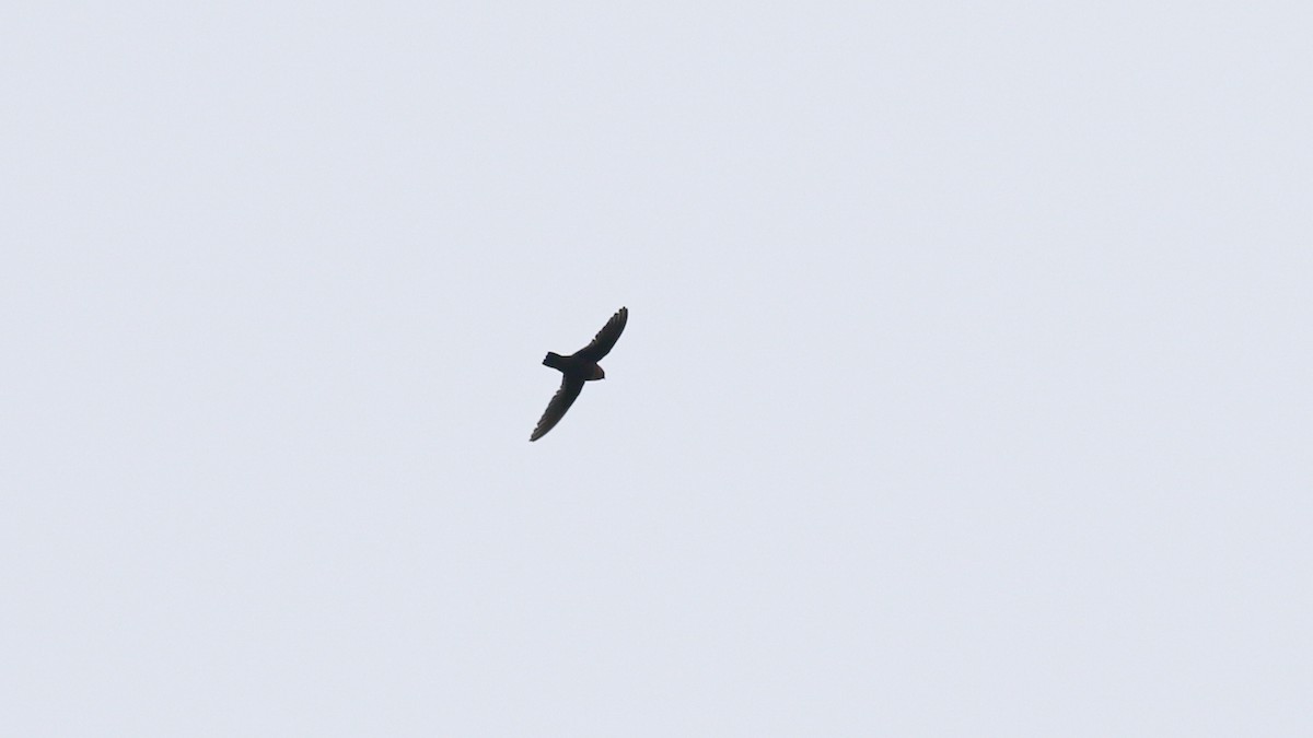 Chestnut-collared Swift - ML638160815