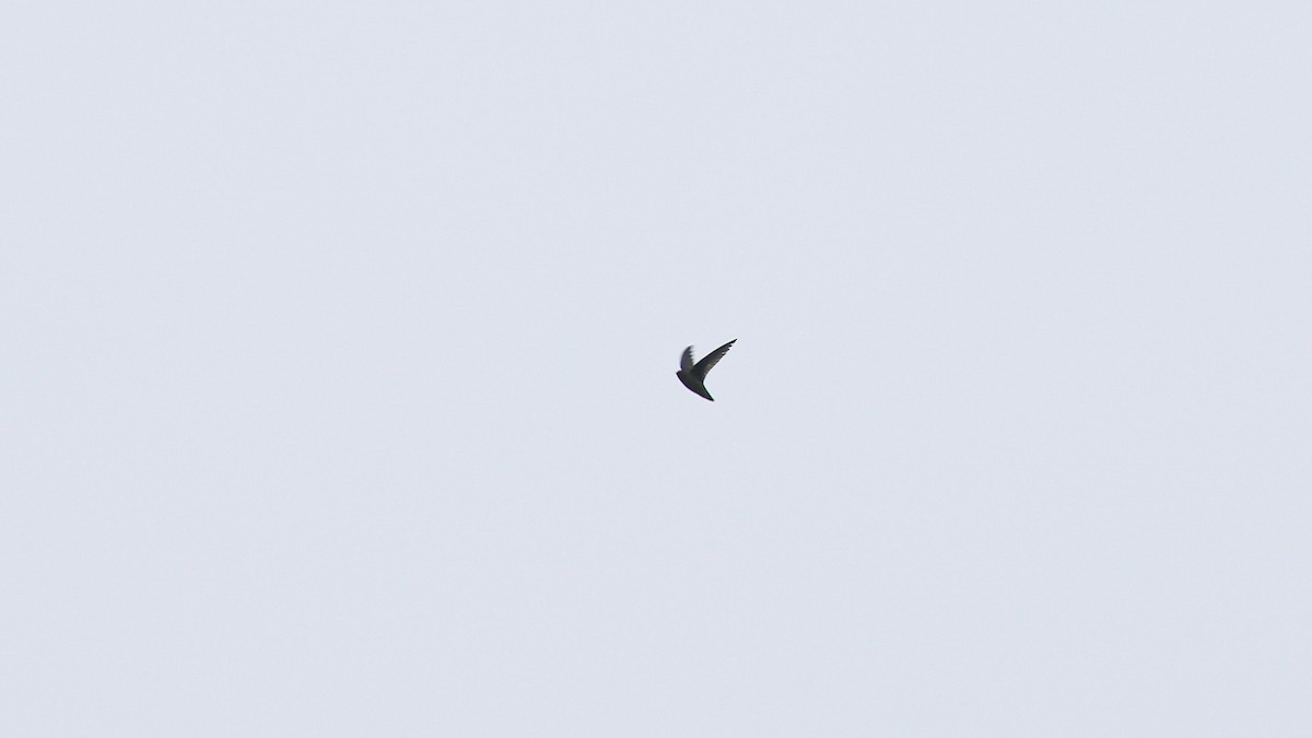 Chestnut-collared Swift - ML638160816