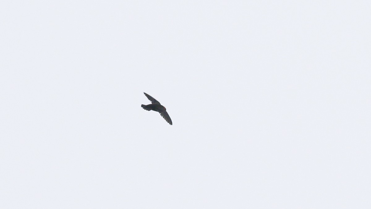 Chestnut-collared Swift - ML638160817