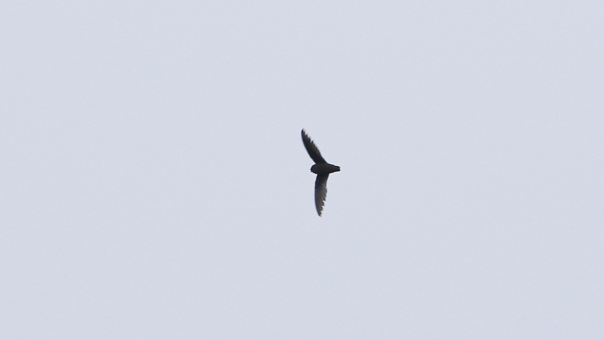 Chestnut-collared Swift - ML638160818