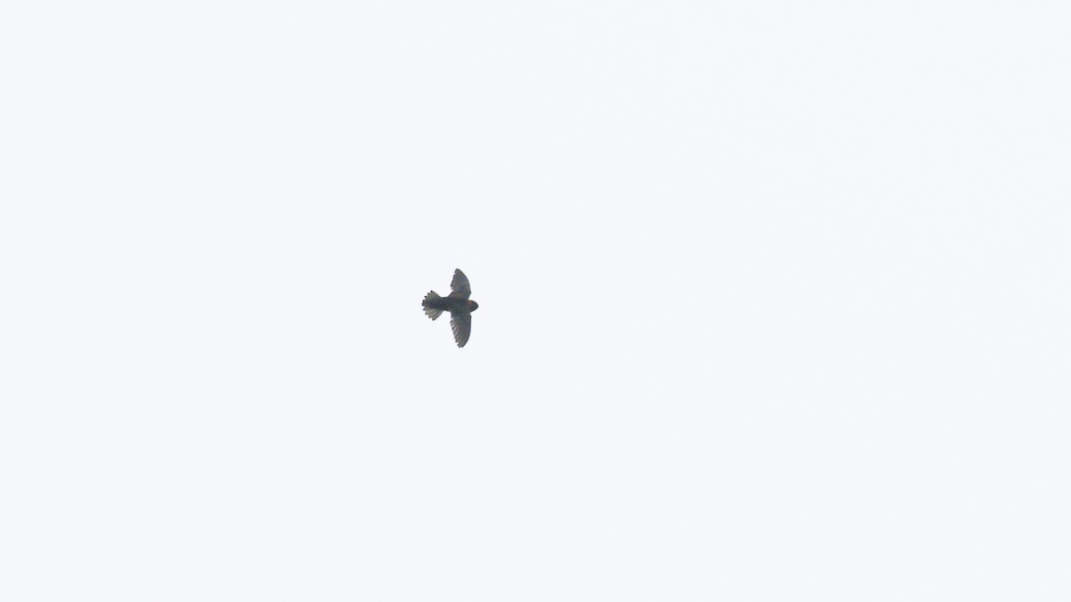 Chestnut-collared Swift - ML638160819