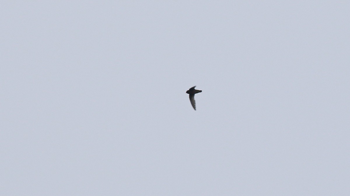 Chestnut-collared Swift - ML638160820