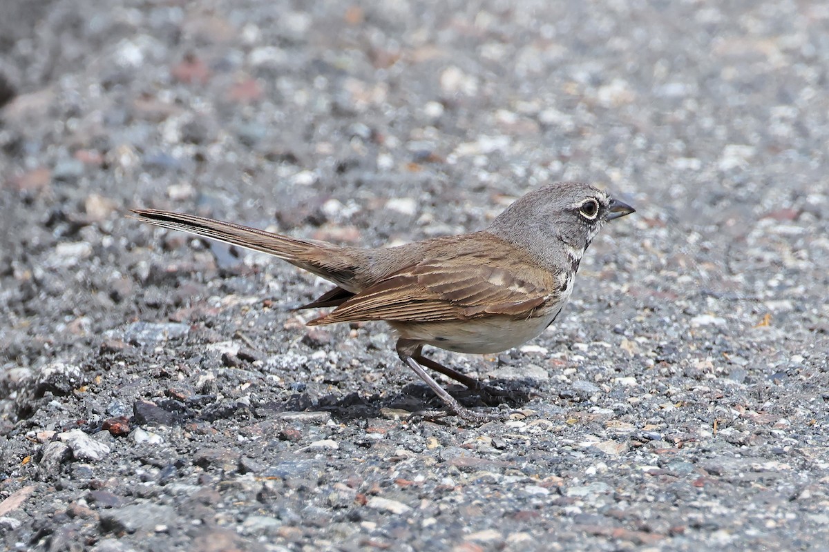 Bell's Sparrow - ML638160853