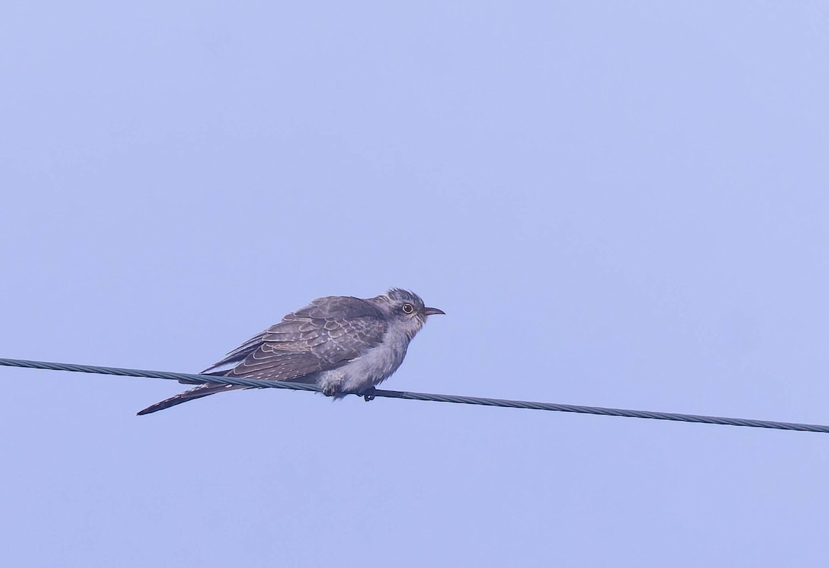 Pallid Cuckoo - ML638160865