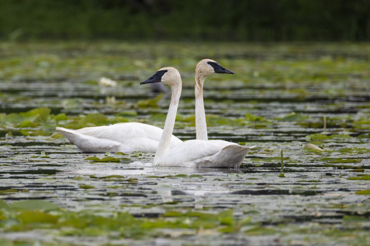 Trumpeter Swan - ML638160868