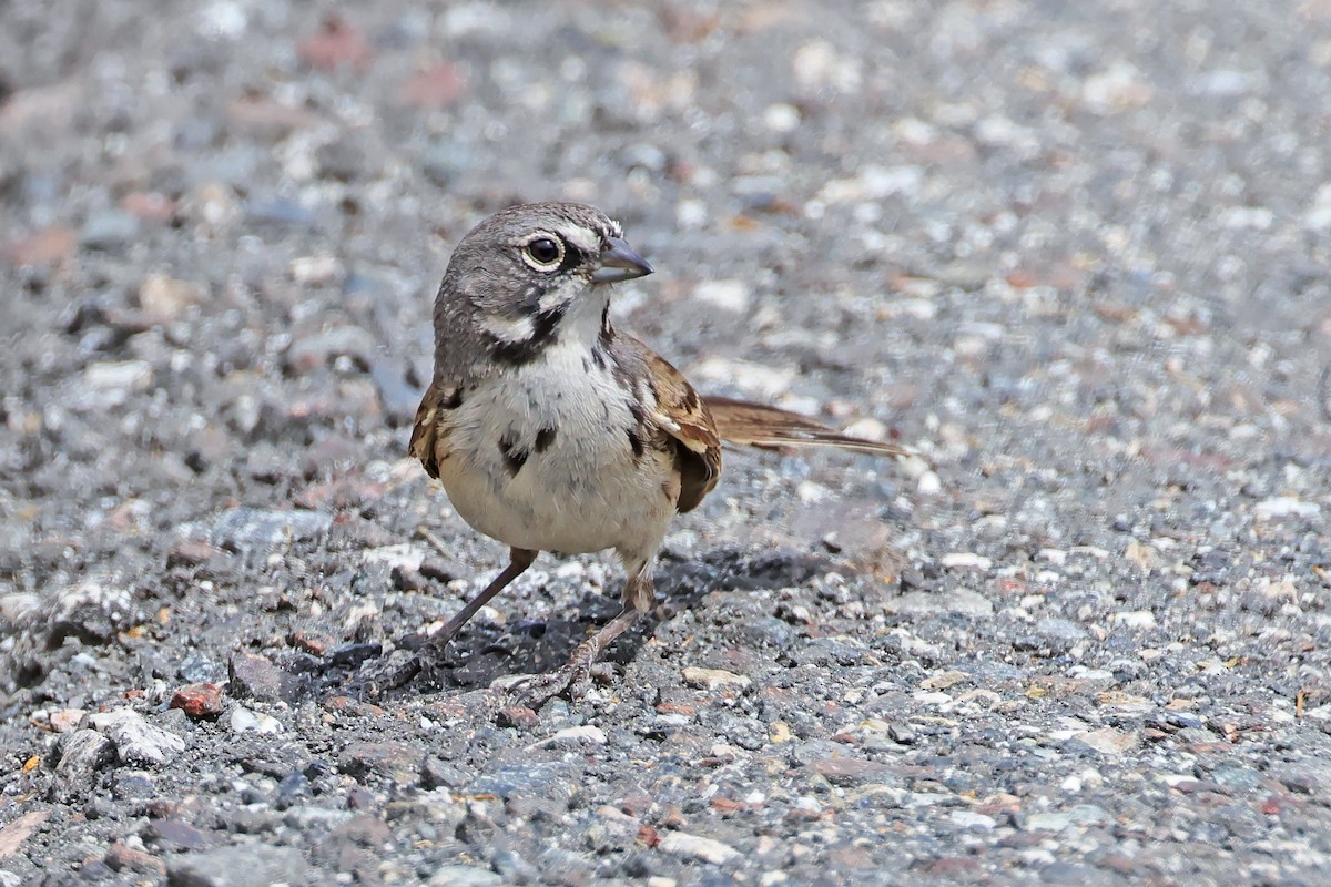 Bell's Sparrow - ML638160873