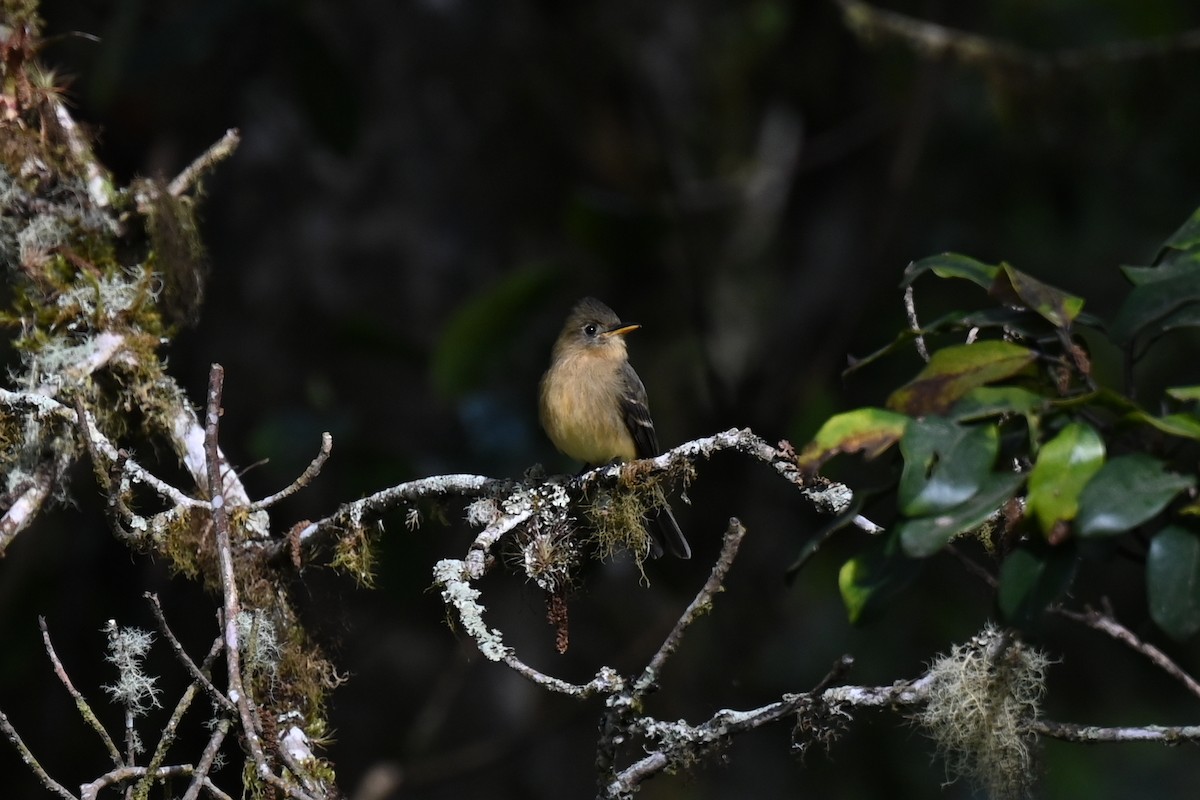 Ochraceous Pewee - ML638160885