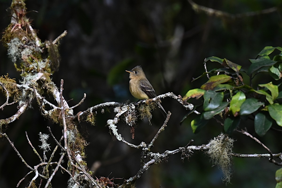 Ochraceous Pewee - ML638160886