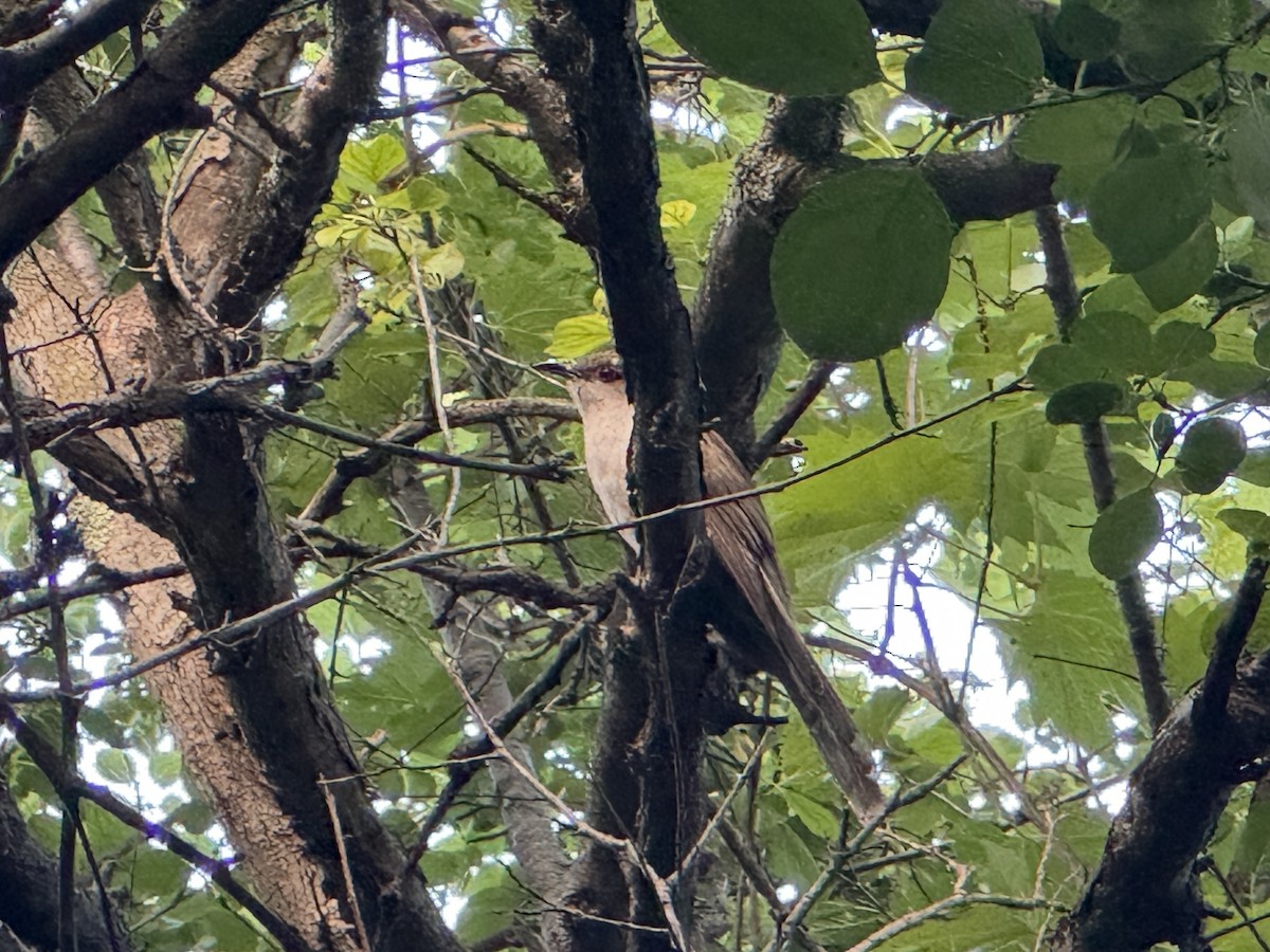 Black-billed Cuckoo - ML638160914