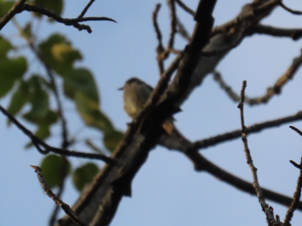 Tennessee Warbler - ML638160916