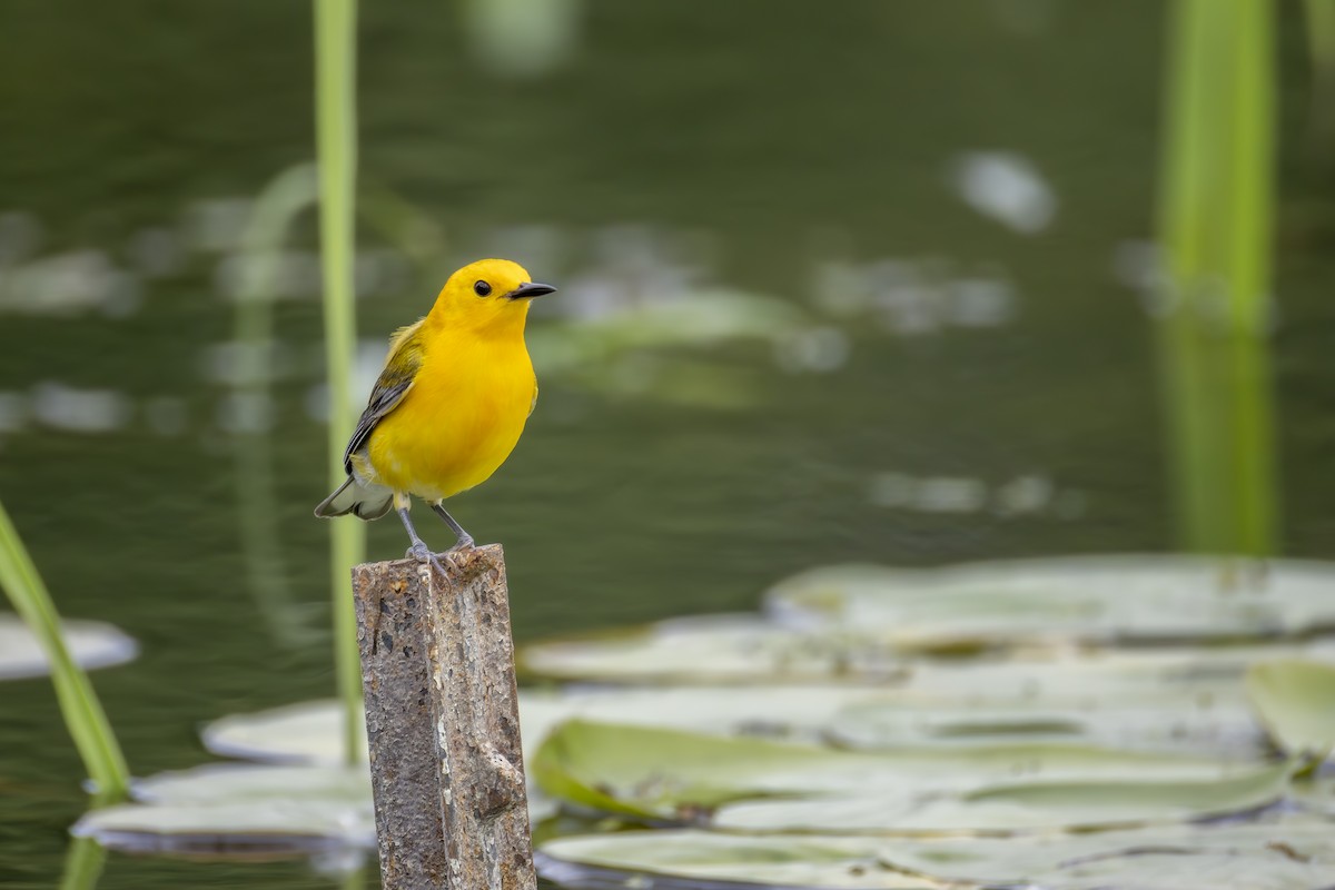 Prothonotary Warbler - ML638160920