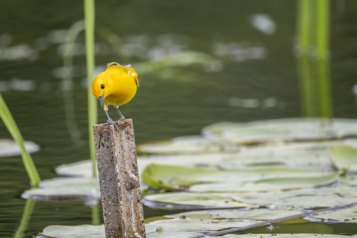 Prothonotary Warbler - ML638160921