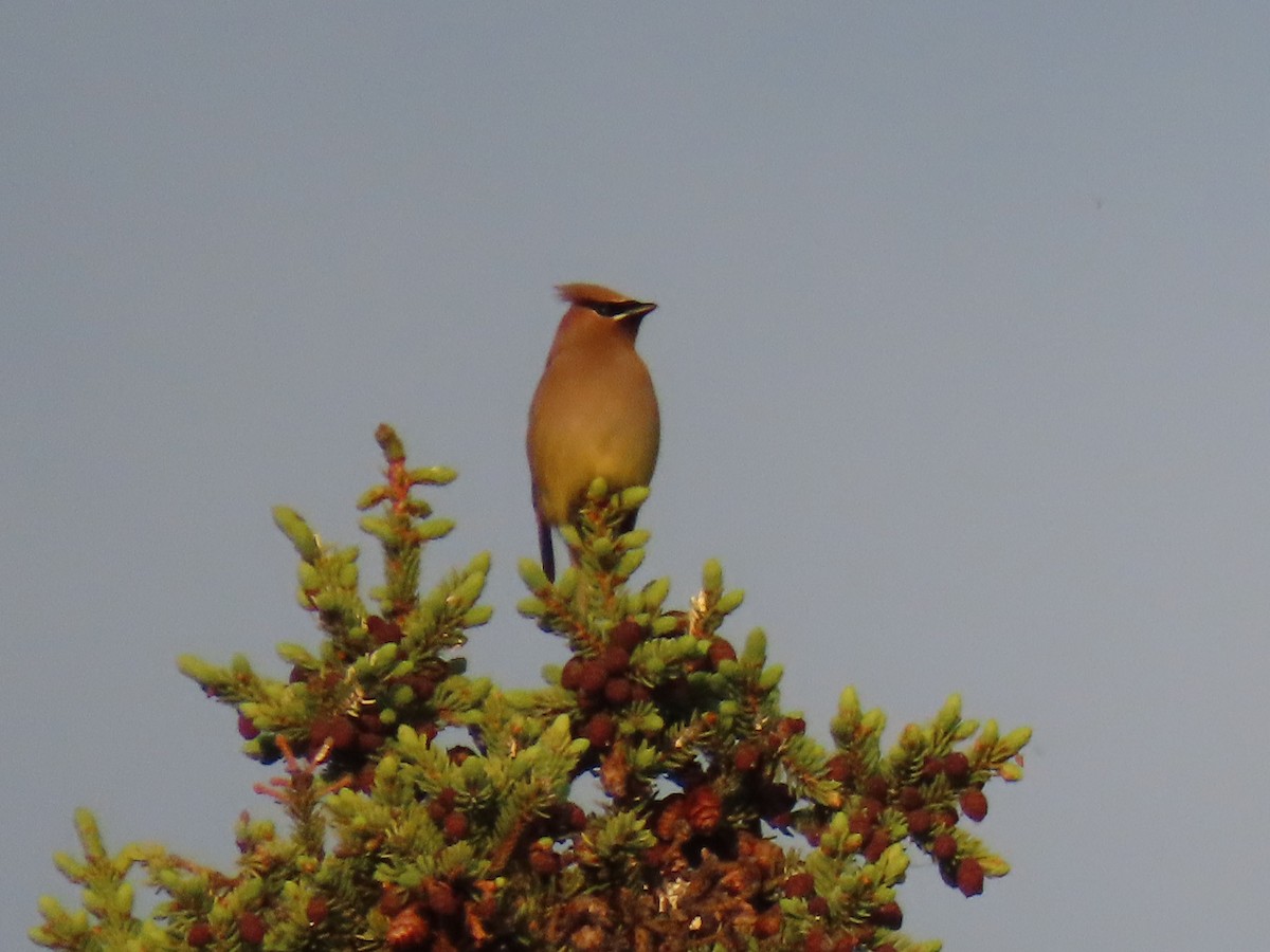 Cedar Waxwing - ML638160944